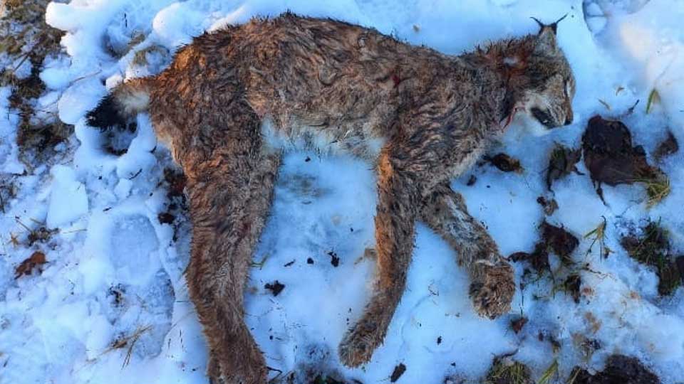 Luchs