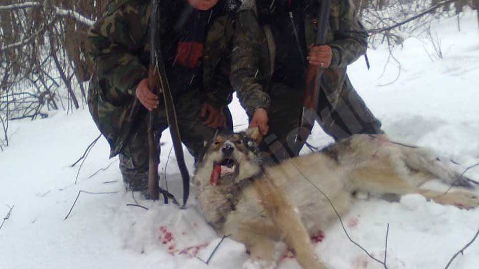 Wolf